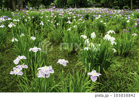 東京都 都立水元公園 葛飾菖蒲まつり 東京都 都立水元公園 葛飾菖蒲まつり 103838842