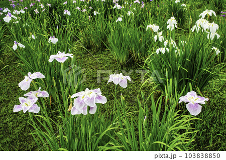 東京都　都立水元公園　葛飾菖蒲まつり 103838850