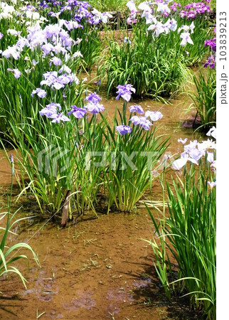 梅雨に映える花菖蒲 梅雨に映える花菖蒲 103839213