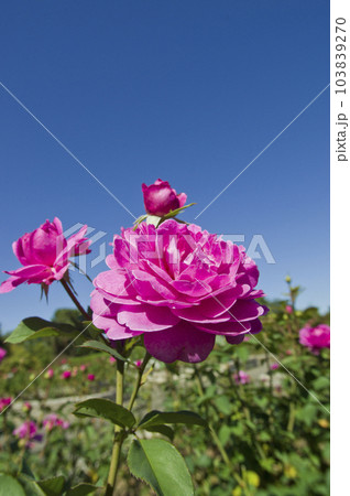 青空の下、薔薇園に赤紫色のバラの花が咲いています。このバラの名前はフィネスです。 103839270