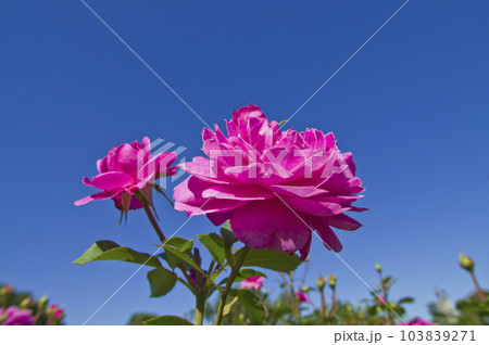 青空の下、薔薇園に赤紫色のバラの花が咲いています。このバラの名前はフィネスです。 103839271