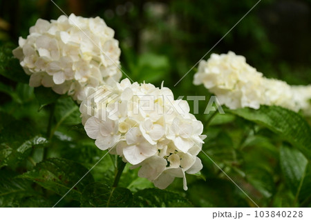 梅雨と紫陽花の花 梅雨と紫陽花の花 103840228