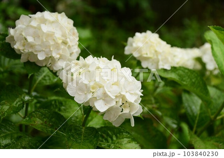 梅雨と紫陽花の花 梅雨と紫陽花の花 103840230