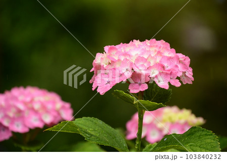 梅雨と紫陽花の花 103840232