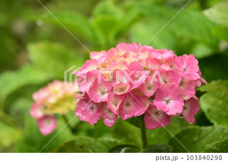 梅雨と紫陽花の花 103840298