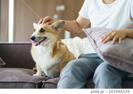 Woman playing with her dog at home lovely corgi on sofa in living room. 103840339