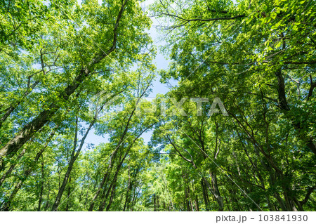 新緑・エコイメージ 103841930