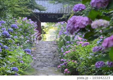 紫陽花と石畳(三河のあじさい寺) 103842223