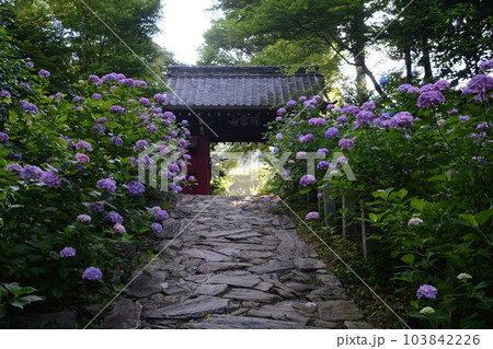 紫陽花と石畳(三河のあじさい寺) 紫陽花と石畳(三河のあじさい寺) 103842226