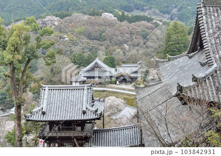 長谷寺の桜 長谷寺の桜 103842931