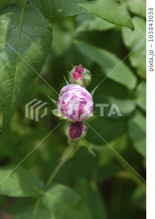 Rose Variegata di Bologna Rose Variegata di Bologna 103843038