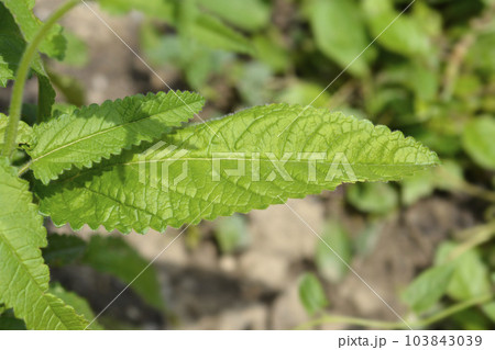 Common hedgenettle Common hedgenettle 103843039