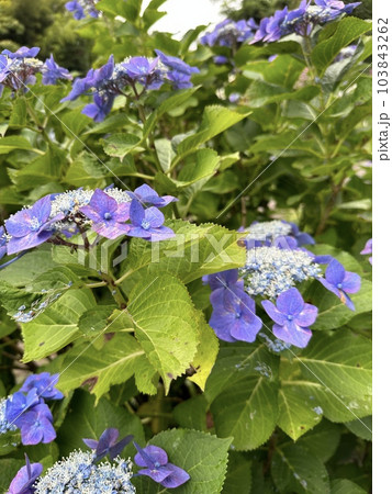 キレイな紫陽花 キレイな紫陽花 103843262