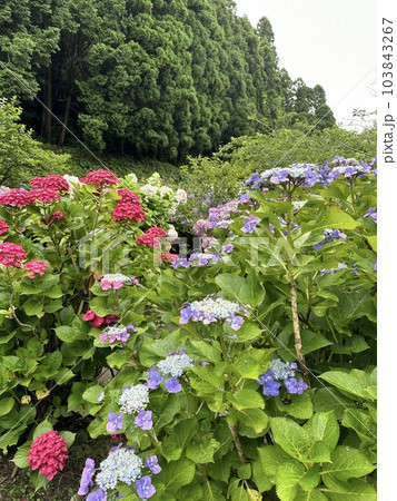 色んな紫陽花 103843267