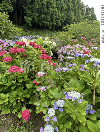紫陽花 103843268