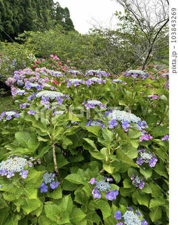 紫陽花 紫陽花 103843269