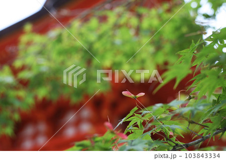 鐘楼と青モミジ 103843334