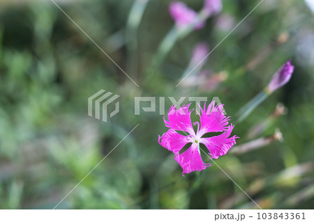 ナデシコの花 103843361