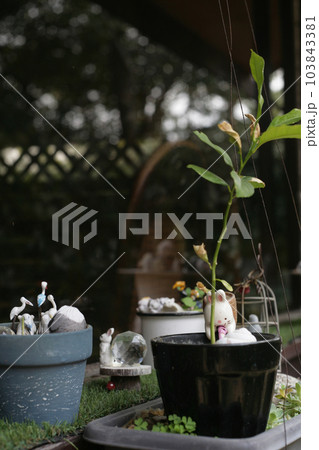 ガーデンチャーム 103843381