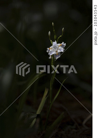 シャガの花 103843543
