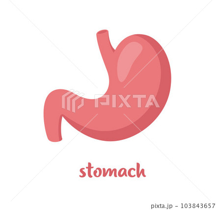 Human organ set. Heart, brain, lungs, liver, stomach, intestines