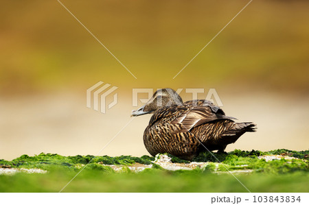 Common Eider on the coastal area in Noss, Shetland Islands 103843834