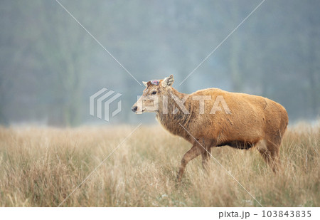Portrait of a Red deer stag having recently shed his antlers 103843835