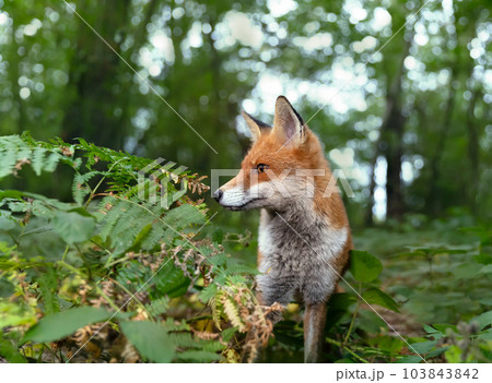 Portrait of a Red fox in a forest Portrait of a Red fox in a forest 103843842