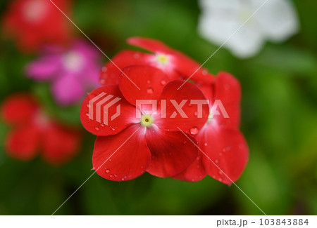 Close up of beautiful Catharanthus roseus red, pink or Madagascar periwinkle a species of flowering plant.  103843884