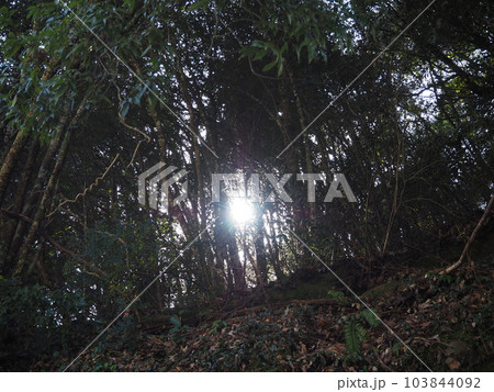 木洩れ日 木洩れ日 103844092