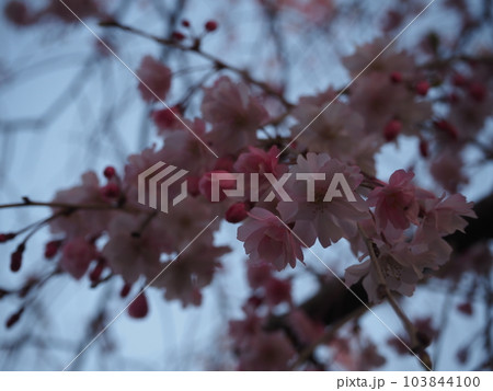 桜の花 桜の花 103844100