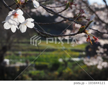 桜の花 桜の花 103844121