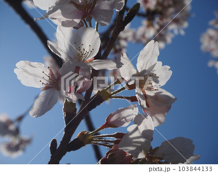 見上げた桜 103844133