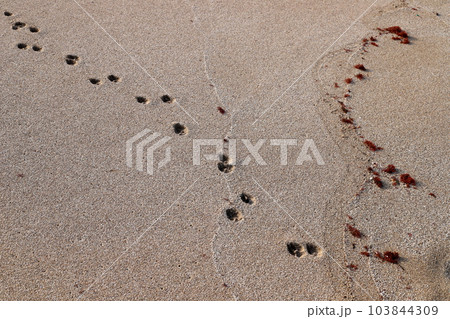 Footprints in the sand on the mediterranean sea Footprints in the sand on the mediterranean sea 103844309