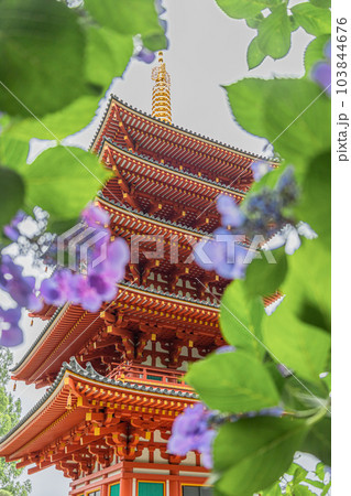 東京都日野市 高幡不動尊 金剛寺 五重塔と紫陽花 東京都日野市 高幡不動尊 金剛寺 五重塔と紫陽花 103844676