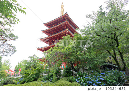 東京都日野市 高幡不動尊 金剛寺 五重塔と紫陽花 東京都日野市 高幡不動尊 金剛寺 五重塔と紫陽花 103844681