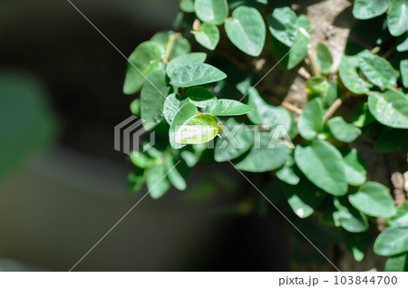 ficus pumila or climbing fig or climbing tree ,Ficus pumila L or Creeping fig ficus pumila or climbing fig or climbing tree ,Ficus pumila L or Creeping fig 103844700
