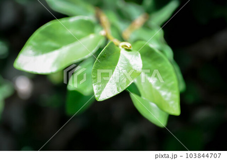 ficus pumila or climbing fig or climbing tree ,Ficus pumila L or Creeping fig 103844707