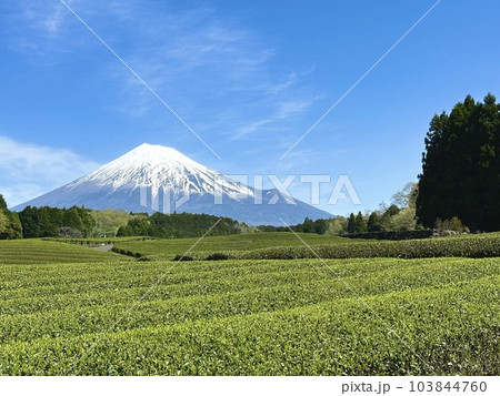 茶畑から眺める富士山 103844760