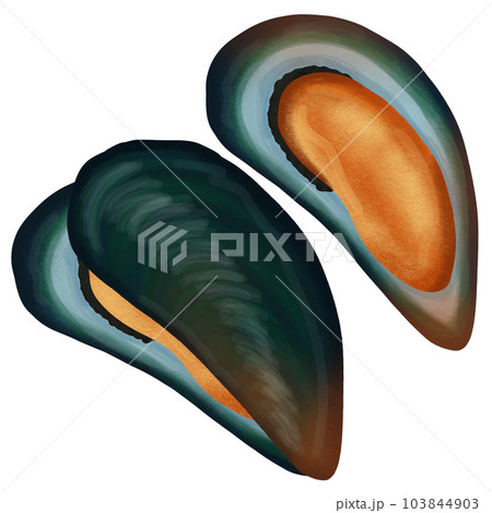 cute  mussels  for sea food 103844903