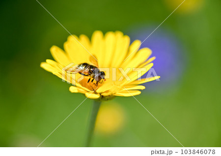 ルリハナアブ 103846078