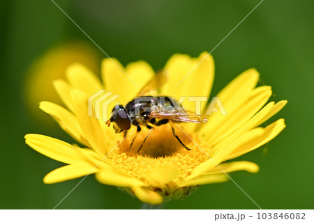 ルリハナアブ 103846082