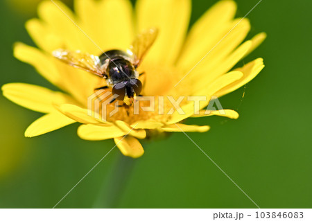 ルリハナアブ 103846083