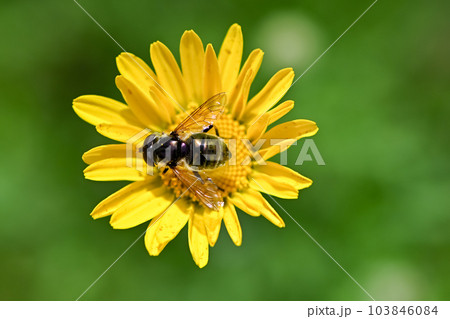 ルリハナアブ 103846084