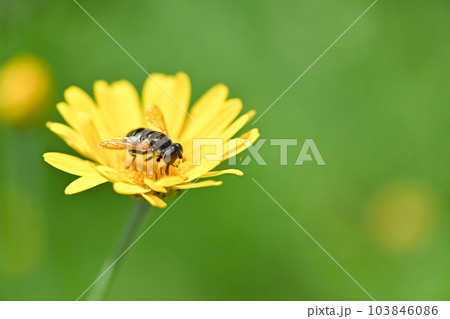 ルリハナアブ 103846086