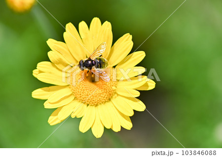 ルリハナアブ 103846088