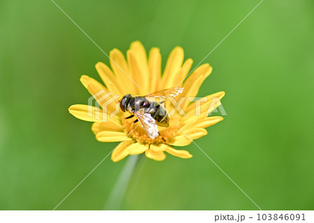 ルリハナアブ 103846091