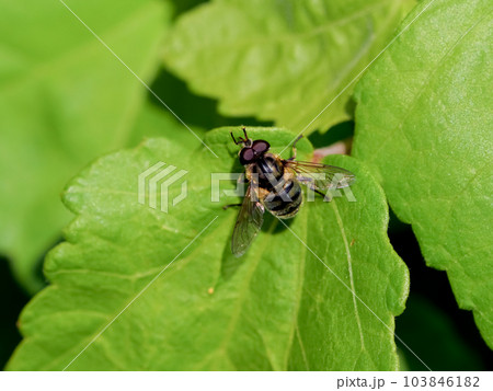 ルリハナアブ 103846182