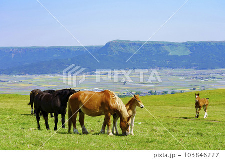 【熊本県】雄大な阿蘇カルデラの草原で放牧された馬の親子 103846227