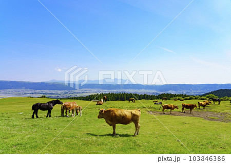 【熊本県】雄大な阿蘇カルデラ草原と放牧風景 103846386